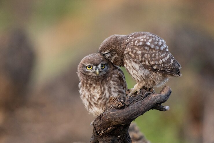 Twee Steenuil Athene noctua zittend op een stok.