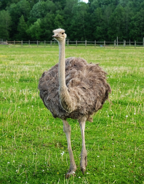 Twee struisvogels op groen gras in de zomer