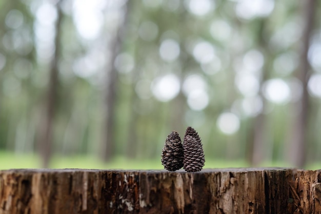 Twee stukjes dennenappel in het bos