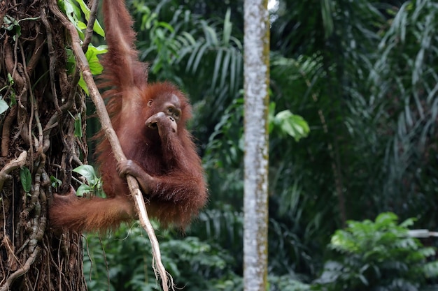 Twee sumatraanse orang-oetans die samen spelen