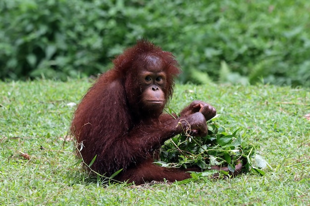 twee Sumatraanse orang-oetans die samen spelen