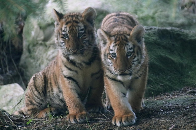 Twee tijgerbaby's die samen spelen