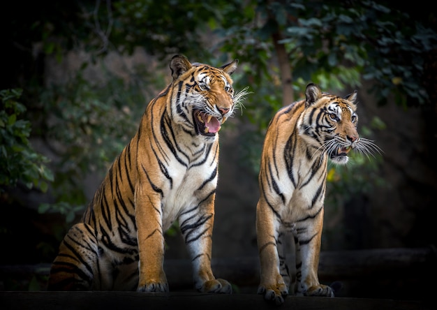 Twee tijgers ontspannen in de natuurlijke omgeving van de dierentuin.