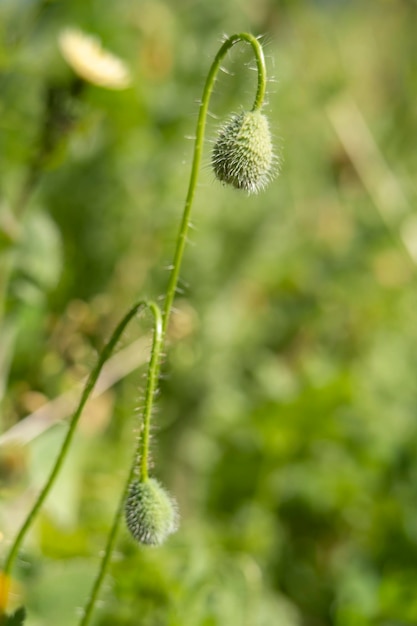 Twee toppen van de rode papaver groeien in de natuur Onscherpe groene natuurlijke achtergrond