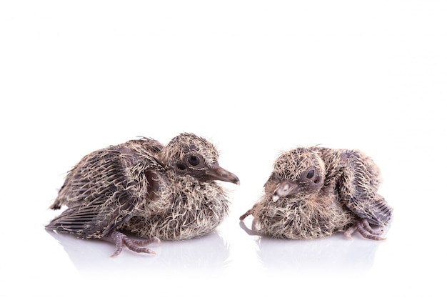 Twee van babyvogels op witte achtergrond