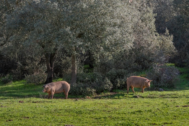 Twee varkens die tegen dag in weide weiden