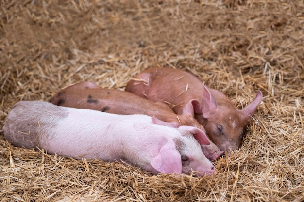 Twee varkens slapen op stro.