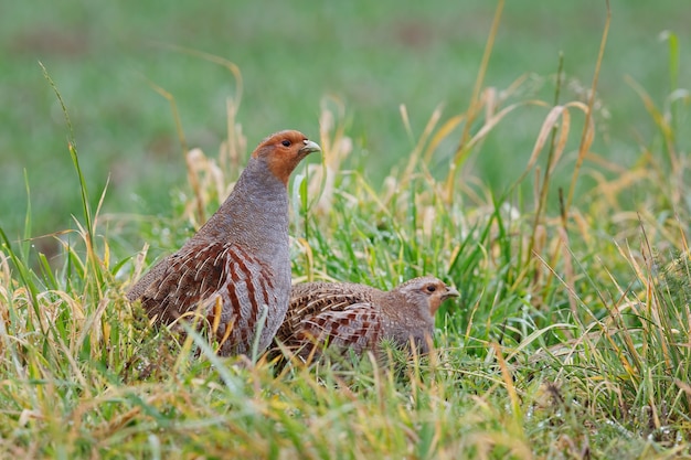 Twee verliefde patrijzen