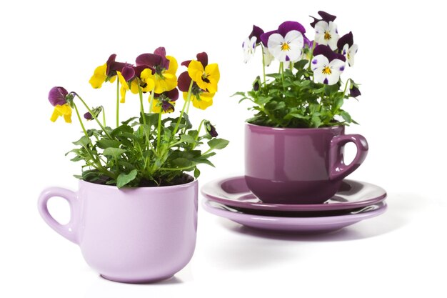 Twee viooltjes geplant in een kopje op een witte achtergrond