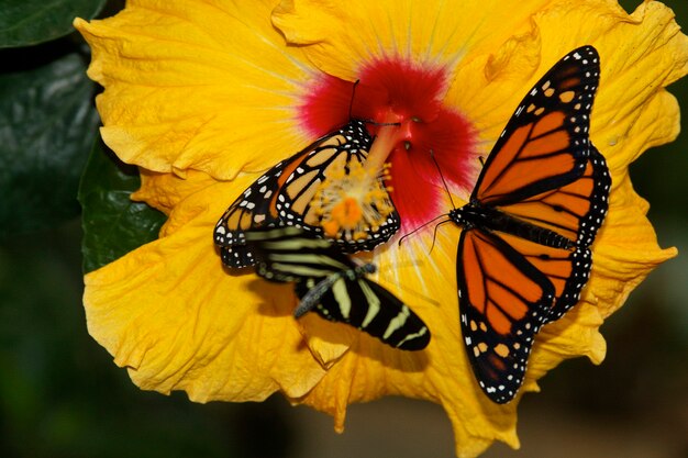 Twee vlinders op een gele bloem