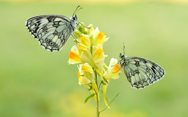 Twee vlinders op een gele bloem