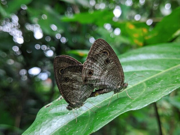 Twee vlinders zitten op een groen blad.