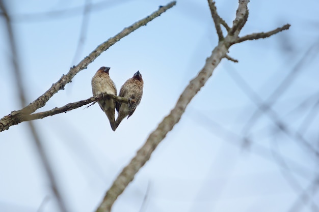 Twee vogels op baars, minnaar vogel op de tak.