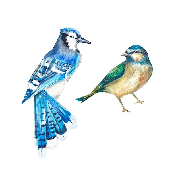 Twee vogels op een witte achtergrond in aquarel Blue Jay Geschikt voor design trouwkaarten