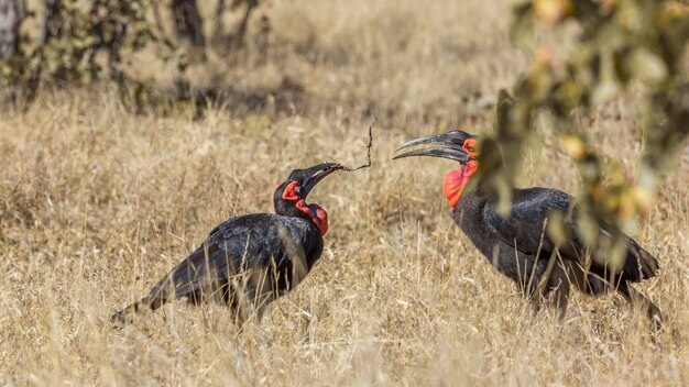 Foto twee vogels op het land.