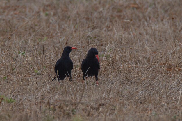 Foto twee vogels op het veld.