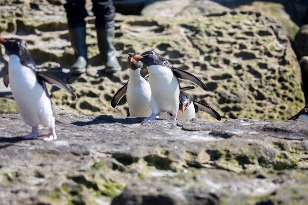 Foto twee vogels op rotsen.