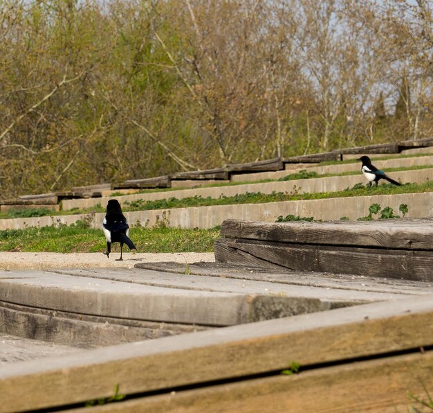 twee vogels staan op het beton in een park