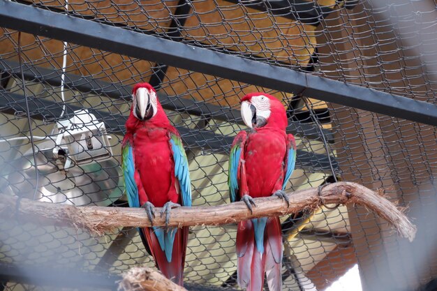 Foto twee vogels zitten in een kooi.