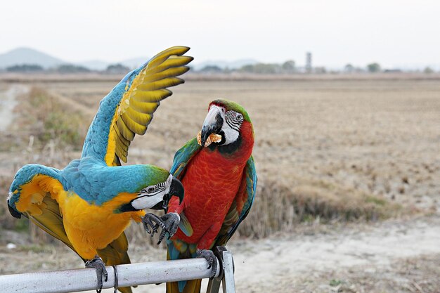 Foto twee vogels zitten op een veld.