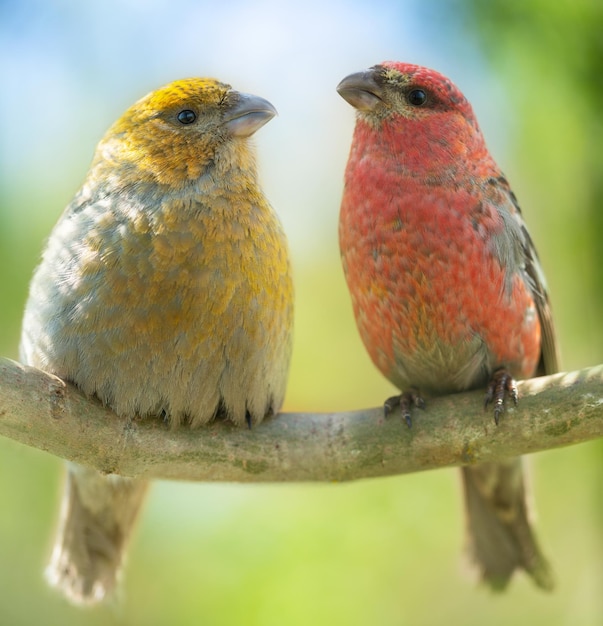 Twee vogeltjes zittend op een tak Mannelijke en vrouwelijke dennenbosbek Pinicola enucleator