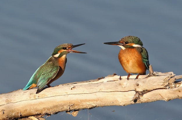 Twee vrouwelijke ijsvogel praten over het logboek.