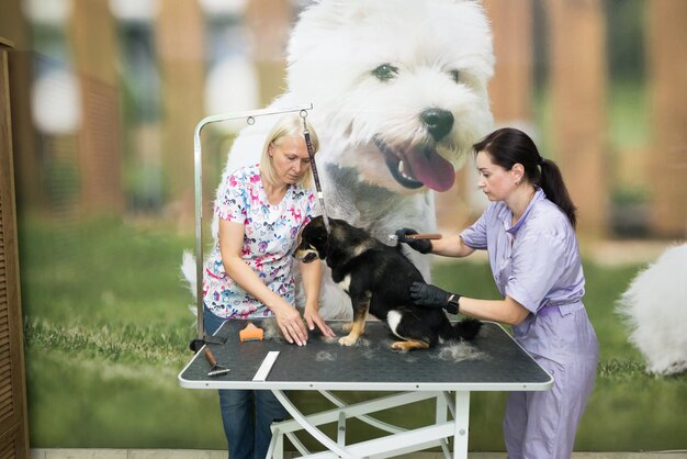 Twee vrouwelijke verzorgers snijden een Shiba Inu hond