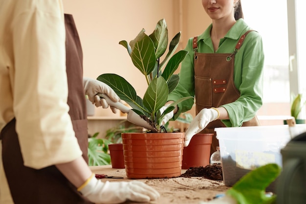 Twee vrouwen die planten verpotten