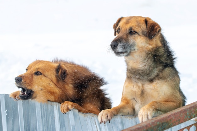 Twee waakhonden kijken uit vanwege het hek in de winter, staande op hun achterpoten. Interessante grappige dieren