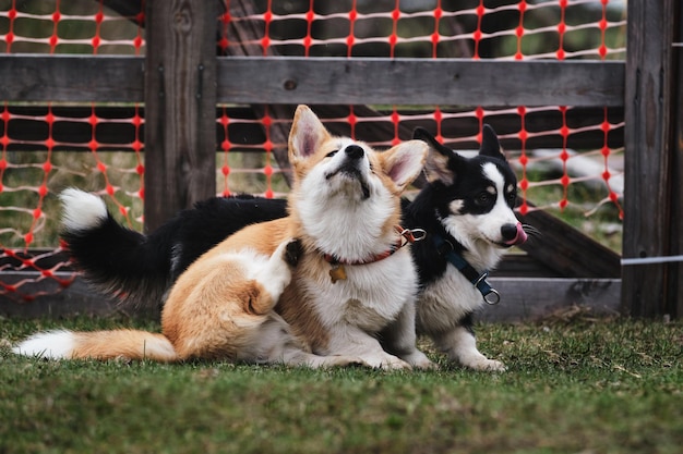 Twee Welsh Corgi-puppy's van Pembroke tijdens een wandeling in het park De corgi krabt met zijn poot aan zijn vacht