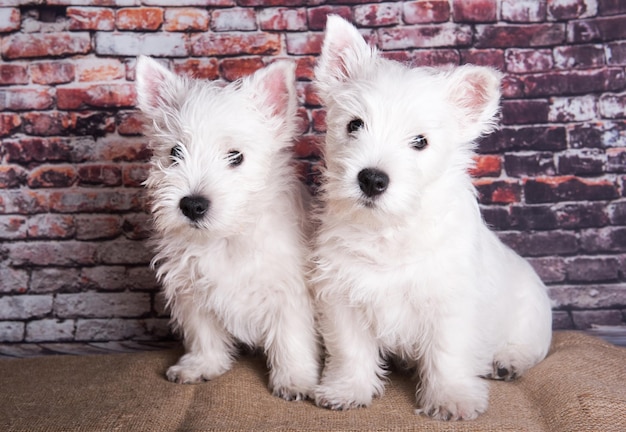 Twee westelijke hoogland witte terrier honden pups met op bakstenen muur achtergrond
