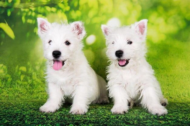 Foto twee westen hoogland witte terrier honden pups met op groene gras achtergrond