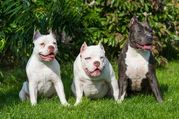 Twee White American Bully en een American Staffordshire Terrier