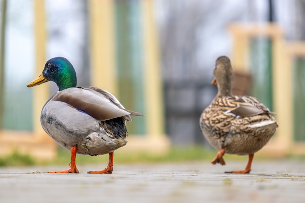 Twee wilde eenden die in het zomerpark lopen.