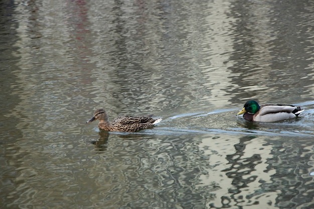 Twee wilde eenden die op rivier zwemmen