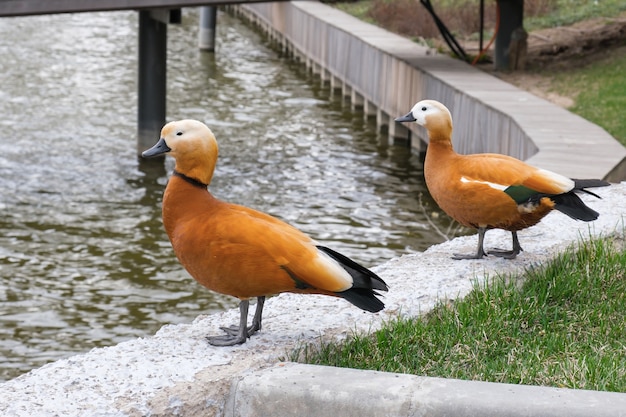 Twee wilde eenden met heldere rode veren op de oever van de vijver in het park.