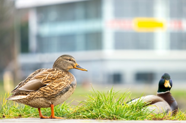 Twee wilde eenden wandelen in zomerpark.