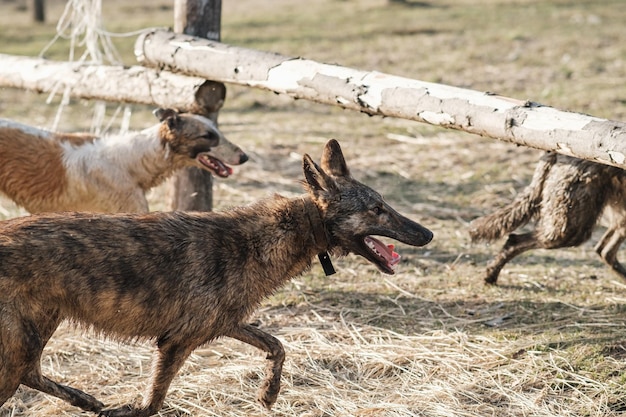 Twee wilde hyena's en een russische borzoi rennen achter elkaar aan in een veld in de vroege lente zonsondergang