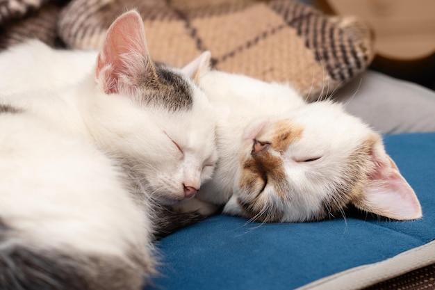 Twee witgevlekte jonge katten slapen in een bed op een kussen