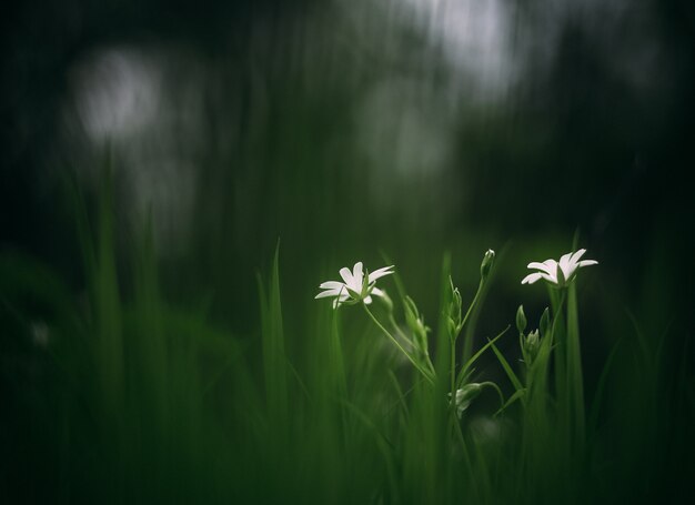 Twee witte bloemen in het midden van een groen gazon