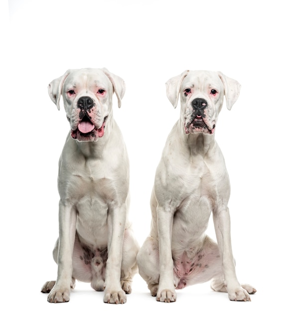 Twee Witte bokserhonden zitten, uitgesneden