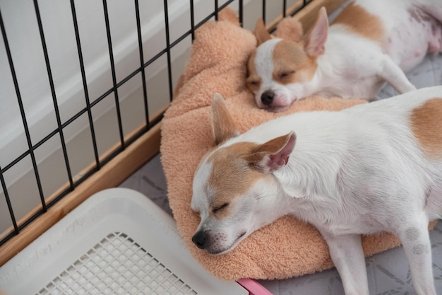 Twee witte bruine Chihuahua-puppyslaap op hoofdkussen