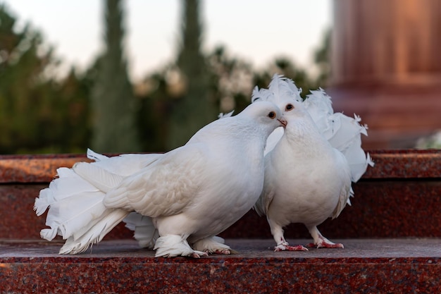 Twee witte duiven met liefde valentine en zoetste dag concept paar duiven op een boom in de stad