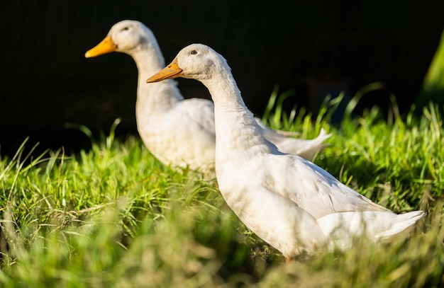 Twee witte eenden in het gras