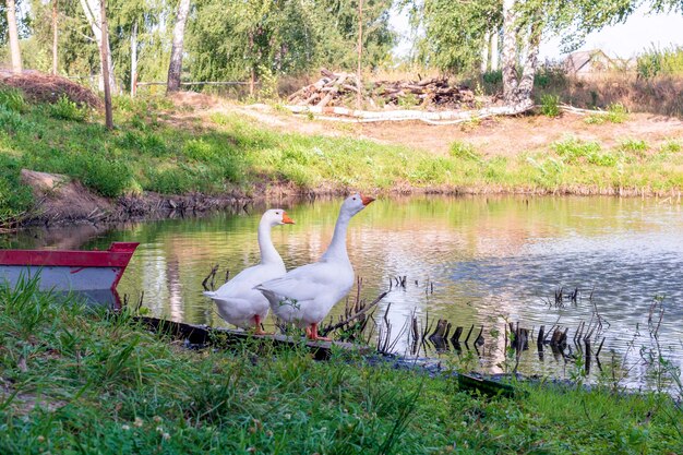 Twee witte ganzen op de rivieroever