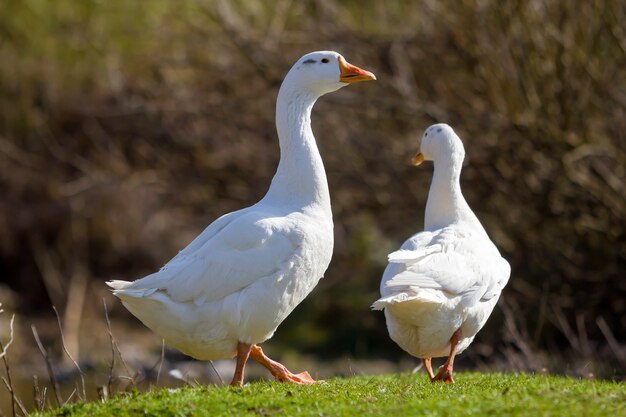 Twee witte grote ganzen die samen in groene grasrijke weide lopen