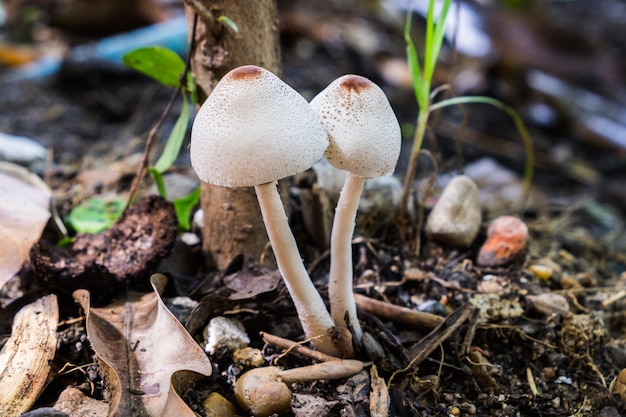 Twee witte jonge paddenstoelen groeien