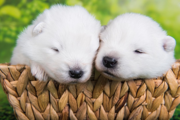 Twee witte kleine Samojeed-puppy's van twee weken oud in paasmand