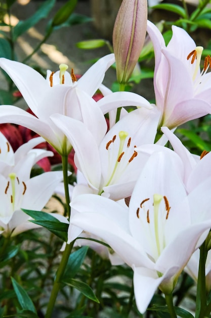 Twee witte lelies macrofotografie in zomerdag Schoonheid tuin lelie met witte bloemblaadjes close-up tuin fotografie Lilium plant bloemen behang op een groene achtergrond