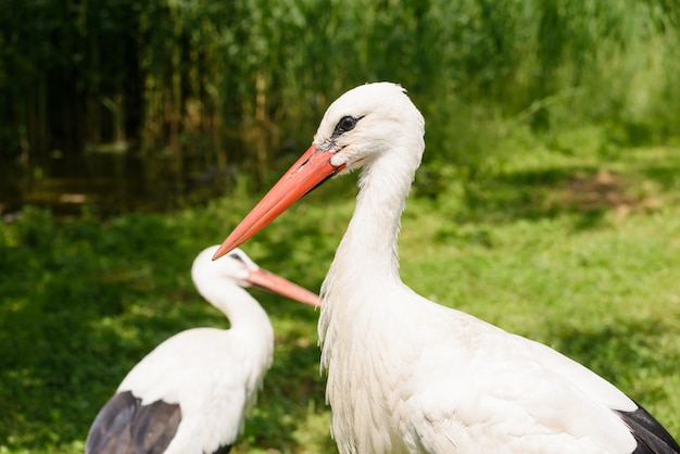 Twee witte ooievaars dichtbij klein moeras op platteland (Ciconia-ciconia)